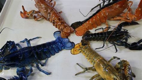 Rare Yellow Lobster Joins New England Aquarium's 'Rainbow' Collection | Yellow lobster, New ...