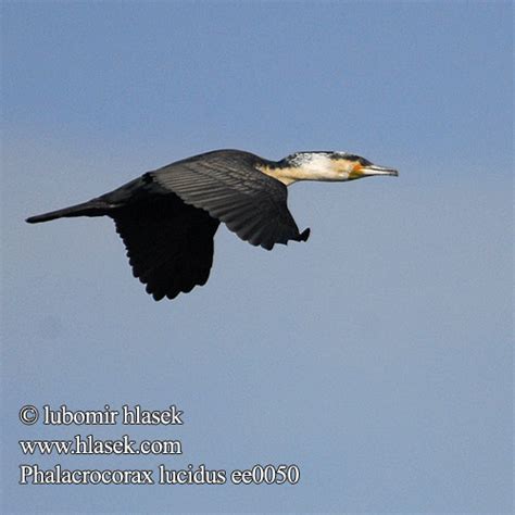 Phalacrocorax Lucidus Carbo White Breasted Cormorant Wei Brustkormoran