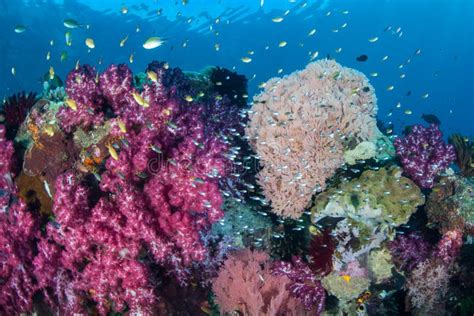 Colorful And Healthy Coral Reef In Raja Ampat Stock Image Image Of