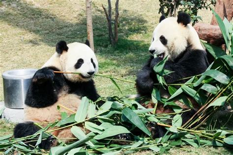 Two pandas eating bamboo Stock Photo by ©Juhku 100634448