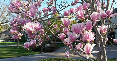 7 популярных видов магнолии для вашего сада | В цветнике (Огород.ru)