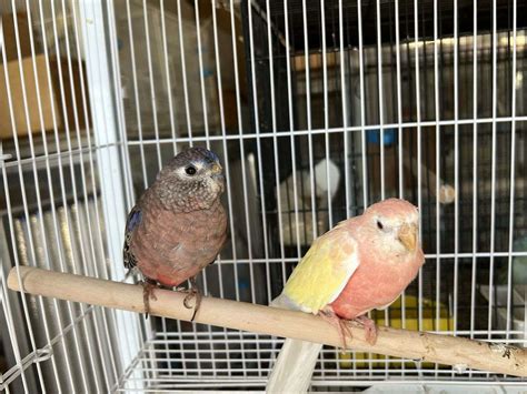 Bourkes Parakeet Pair