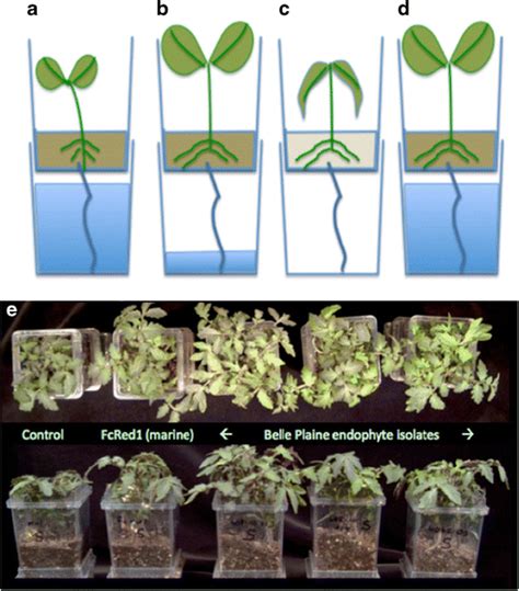 Experimental Method A D And E Sample Results For Endophyte Mediated