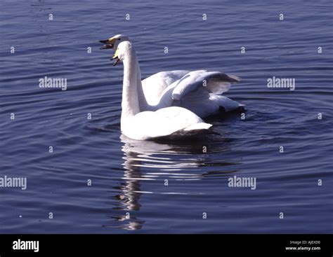 whooper swan mating display 3. Cygnus cygnus Stock Photo - Alamy