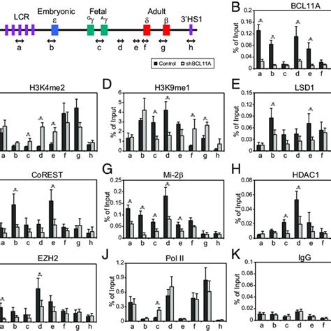 Functional RNAi Screen Of BCL11A Interacting Proteins In Primary Human