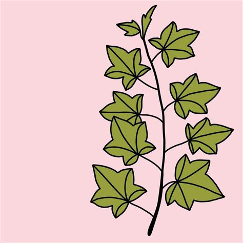 Simplicity Ivy Freehand Drawing Flat Design Vector Art At Vecteezy