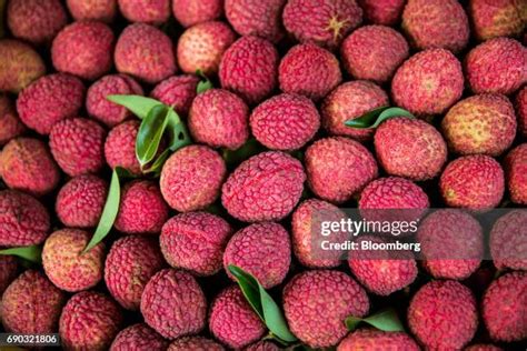 Lychee Orchard Photos And Premium High Res Pictures Getty Images