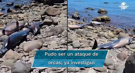 Reportan Varamiento De Delfines En La Paz Baja California Sur