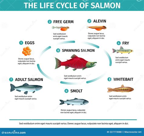 Coho Salmon Life Cycle THE LIFE CYCLE OF A COHO SALMON