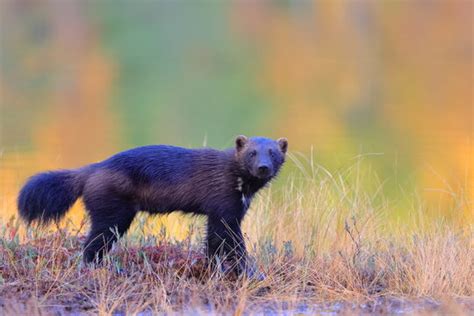 Wolverene Bilder – Durchsuchen 11,643 Archivfotos, Vektorgrafiken und ...