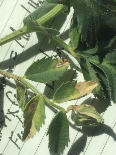 Ascochyta In Chickpea Scout Judith Basin County Extension Montana State University