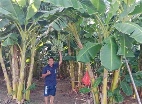 Gambar Kebun Pisang - 54+ Koleksi Gambar