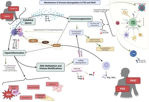 Frontiers Exploring Post Sepsis And Post Covid Syndromes