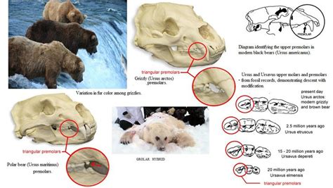 evolution of bear teeth | Bear, Brown bear, Bears tooth