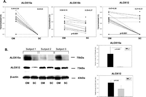 Figure 1 From Differential Expression And Localization Of 12 15