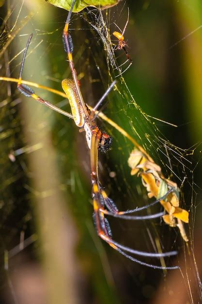 Premium Photo | Golden silk spider Trichonephila clavipes Gold web ...