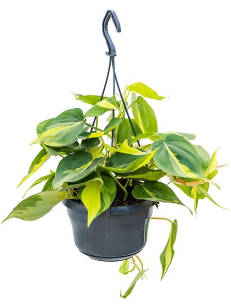 Philodendron Scandens Brasil Hangplant Kopen YourPlants