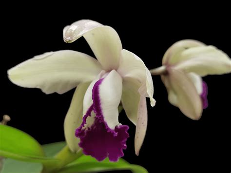 Cattleya Intermedia Var Orlata ‘rio Tropical Orchids Portugal