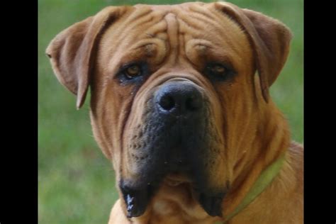 Boerboel Puppies For Sale