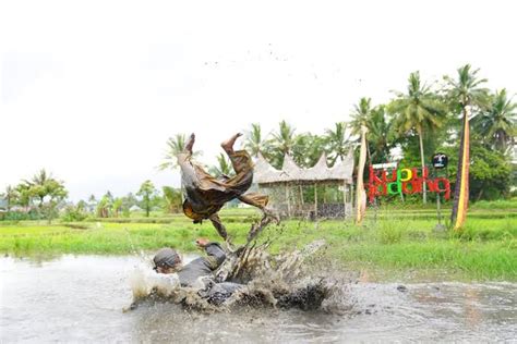 Incar Posisi Besar Ayo Dukung Kubu Gadang Padang Panjang Jadi Desa