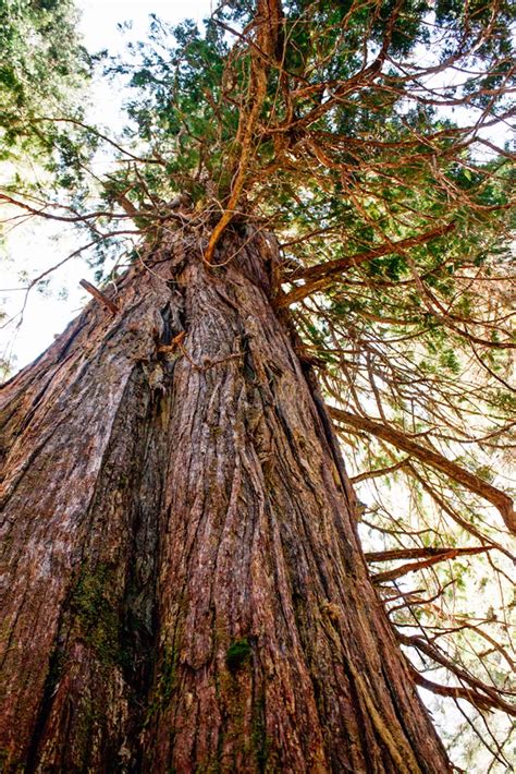 Ancient Cedars Trail near Whistler | Vancouver Trails