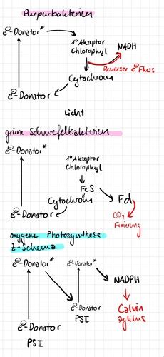 Lecture Metabolismus Iii Flashcards Quizlet