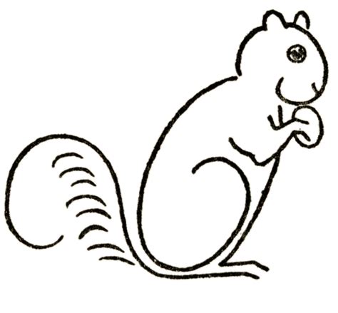 Squirrel Drawing Easy