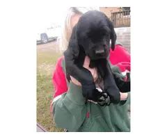 Labradane puppies for sale near me - Puppies for Sale Near Me