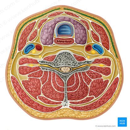 Cervical Fascias Superficial And Deep Fascial Layers Kenhub