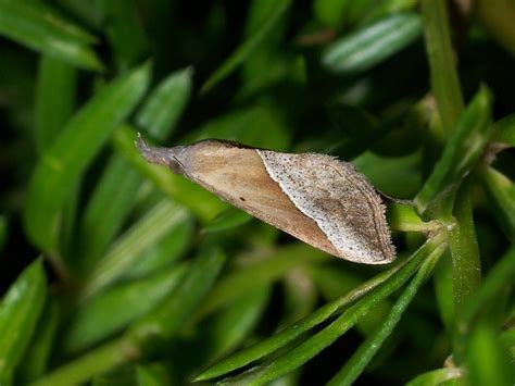 Hypena lividalis Südliche Zünslereule natur schmetterlinge in der