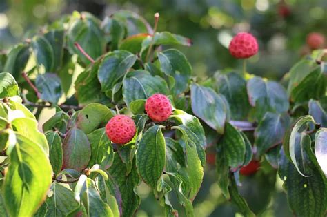dogwood trees  sale buying growing guide treescom