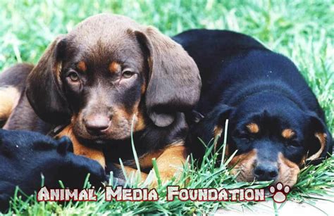 What are black and tan coonhound puppies? - Animal Media Foundation