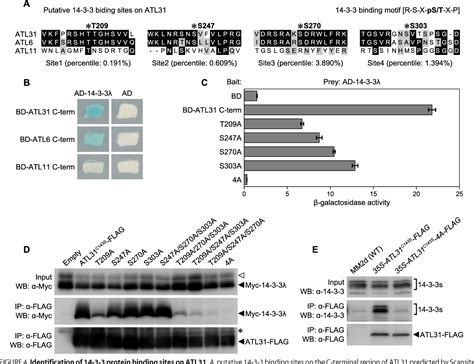 Figure 4 From Phosphorylation Of Arabidopsis Ubiquitin Ligase ATL31 Is