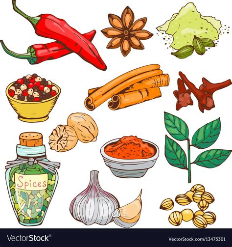 Spices Seasoning Hand Drawn Style Food Herbs Vector Image On Zeichnungen