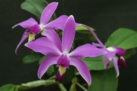 Cattleya Flower Meaning Luxury And Desire But Also Convey Respect And