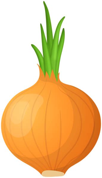 Cartoon Onion Png