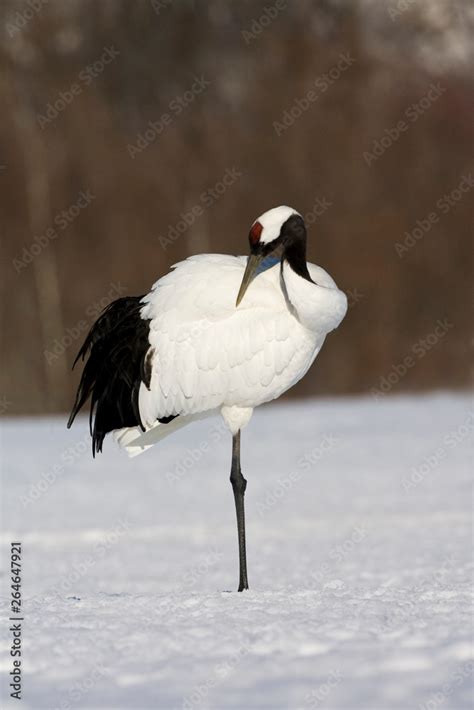 Red Crowned Crane Grus Japonensis Wintering In Hokkiado Japan It Is