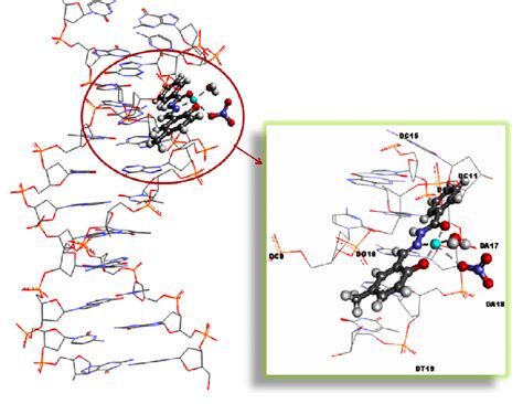 Molecular Docked Model Of Cul With Dna Pdb Id 1bna Dg Guanosine