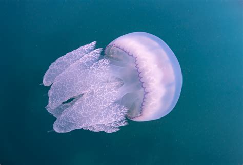 📷 Diving with Barrel Jellyfish