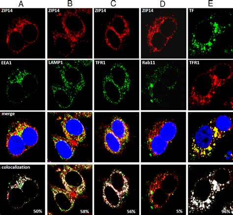 Confocal Microscopic Analysis Of The Subcellular Localization Of Zip