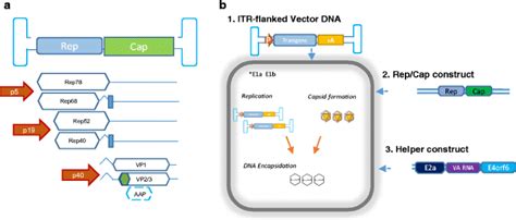 Molecular Design For Recombinant Adeno Associated Virus Raav Vector Production Springerlink