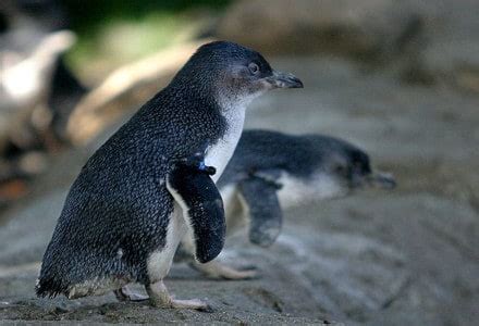 Little Penguin l Smallest Known Variety - Our Breathing Planet