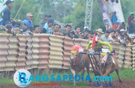 128 Sapi Unjuk Aksi Di Festival Kerapan Sapi Bupati Cup 2024 Bangsapedia