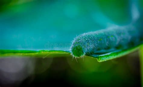 Caterpillar Garden Pest Close Up Stock Photo - Image of destroying ...