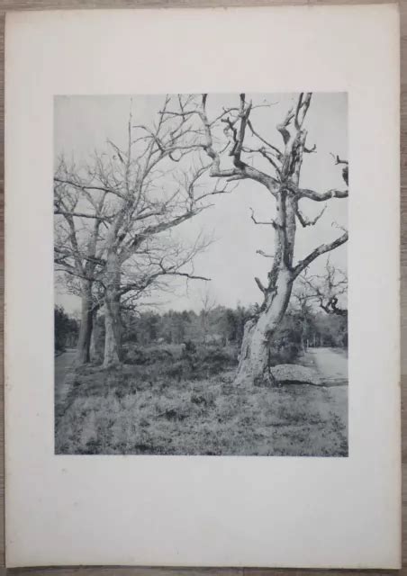 L ART PHOTOGRAPHIQUE PAR G Carré Planche Forêt de Fontainebleau G