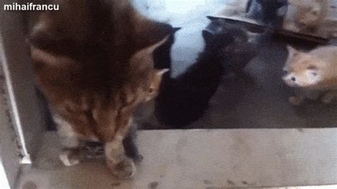 sleeping kittens | Tag | PrimoGIF