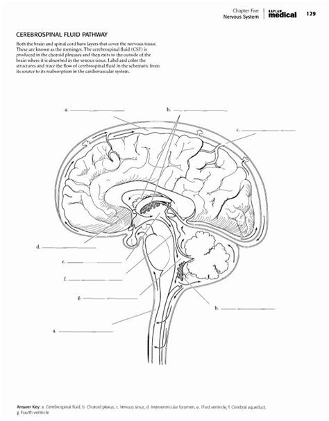 Anatomy And Physiology Coloring Workbook Answers Chapter 6 – Warehouse ...