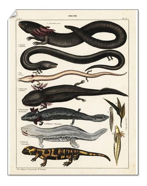 Prints of Siren, salamander and axolotl | Amphibians, Salamander ...