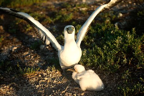 Parque Nacional Marinho Dos Abrolhos Conhe A