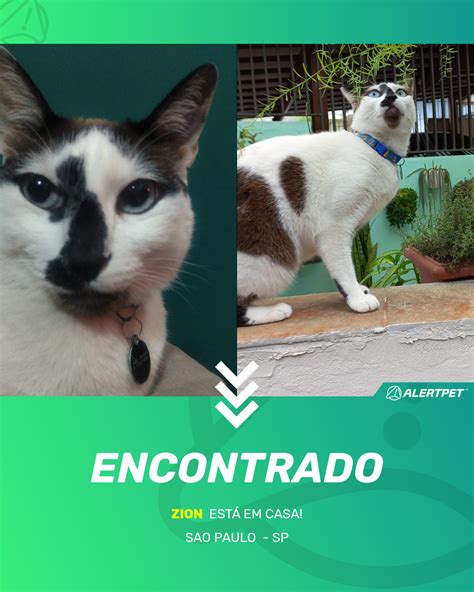 Gato Encontrado Sao Paulo SP Zion AlertPet